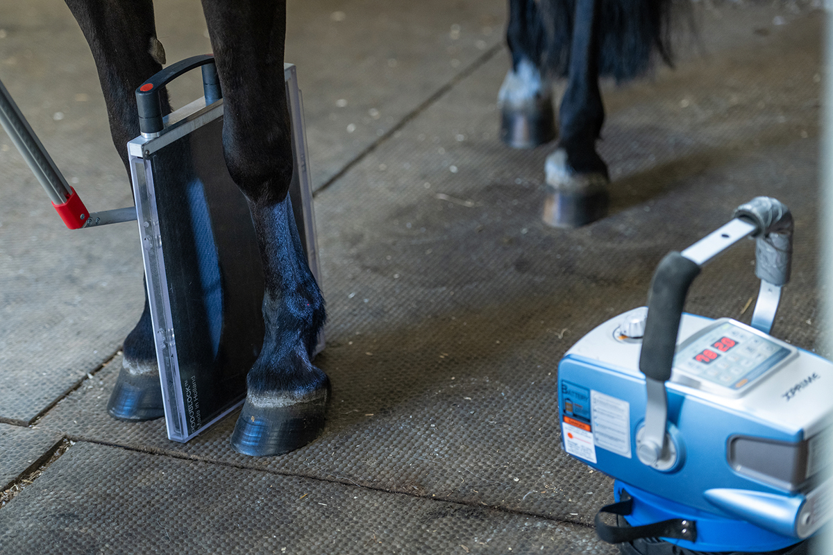 equine x-ray plate